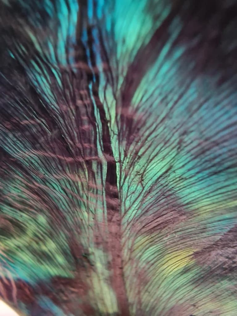 Genesis Installation